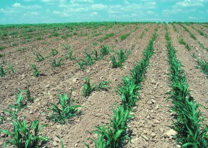 Parched Farm Field - Photo by Tim McCabe, USDA Natural Resources Conservation Service.