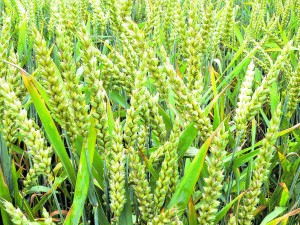 Durum wheat was the wheat most commonly grown in ancient Israel