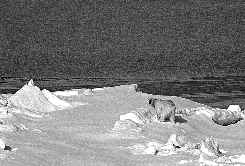If we don't get our carbon emissions in check soon, it could be too late for the polar bear and many other species impacted by global warming. Credit: Gregory "Slobirdr" Smith, FlickrCC