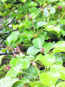 After flowers are pollinated, the baby pears