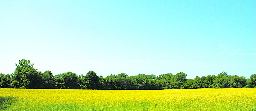 VT Canola field in bloom_cropped_VN
