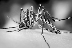 The Aedes aegypti mosquito can infect humans with the Zika virus when it takes a blood meal. Credit: Sanofi Pasteur, FlickrCC.