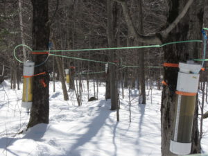 Tapped maple trees. Photo credit: https://botanistinthekitchen.wordpress.com