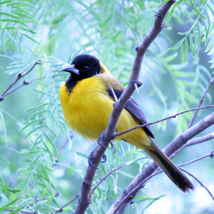 Audubon’s oriole, photo by Don Faulkner, Wikimedia Commons