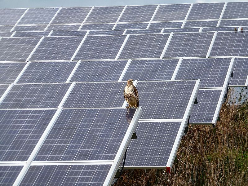 A red-tailed hawk rests at a solar farm in Michigan. (Photo: Deb Nystrom, Wikimedia Commons)