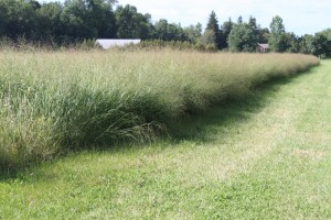 “Switchgrass growing at Meach Cove Farm in Shelburne, Vermont.” Vermont Bioenergy Initiative.