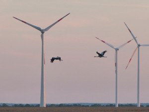 Cranes flying north past wind turbines in the background. Photo by Erell.