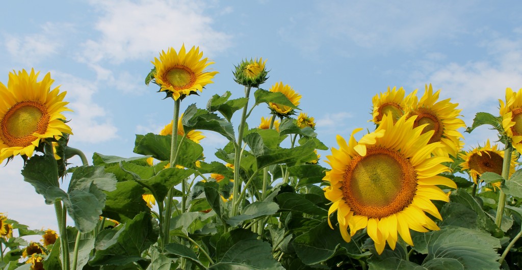 Sunflowers are grown for biodiesel production on Borderview Farm in Alburgh, Vermont. Photo Credit: Vermont Bioenergy Initiative