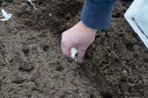 Planting garlic. 4000 cloves took about two hours for two people.