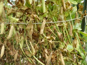 Pea pods drying down
