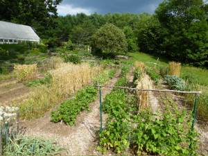 A mid-summer view of the garden