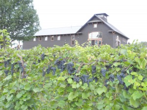 Shelburne Vineyard and Marquette grapes as harvest approaches.