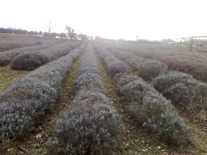 Some wonder whether our fascination with essential oils is so good for the planet, given that it can take hundreds if not thousands of pounds of plant material to make just one pound of an oil. Pictured: A lavender field at the Norfolk Lavender farm and nursery and distillery in Heacham, Norfolk, England.