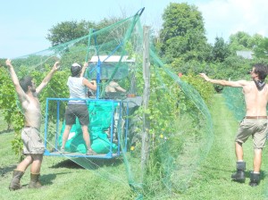 Dispensing the netting to protect ripening grapes from Birds