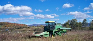 State Line Biofuel Farm in Shaftsbury, VT and Ekolott Farm in Newbury, VT are growing a combined 30 acres of sunflowers for Green Mountain Power. Photo courtesy of Vermont Sustainable Jobs Fund.