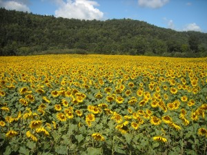 Ekolott Farm sunflowers