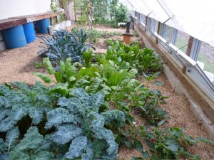 Kale and chard growing in the greenhouse for winter